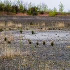 Karge Erde auf der Halde Lydia Camphausen