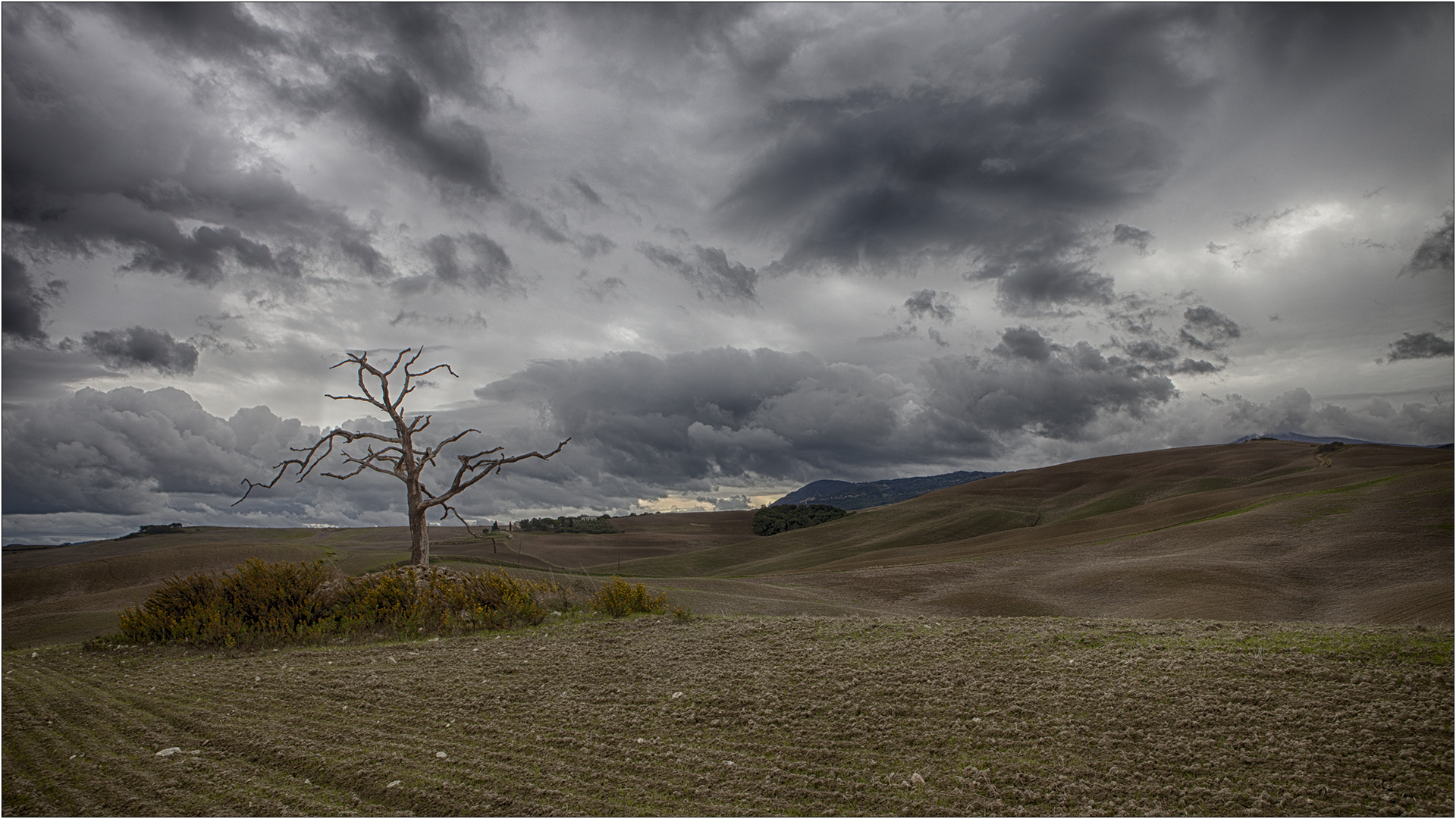 karge Erden Foto Bild italy world baum Bilder auf karge Erden Foto Bild italy world baum Bilder auf