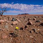 Karge Landschaft in Namibia