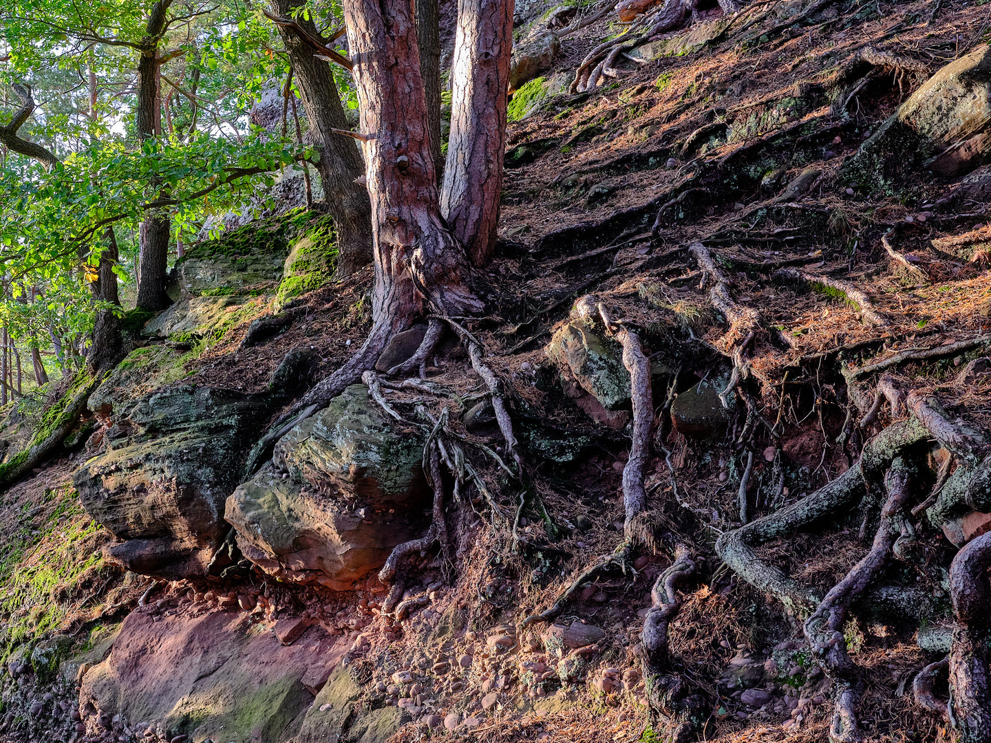 Karge Natur Hans Joachim Edition - 1