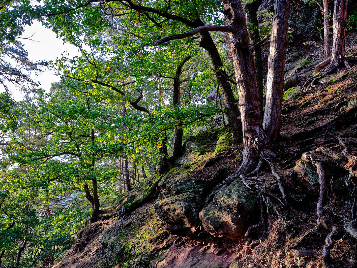 Karge Natur Hans Joachim Edition - 2