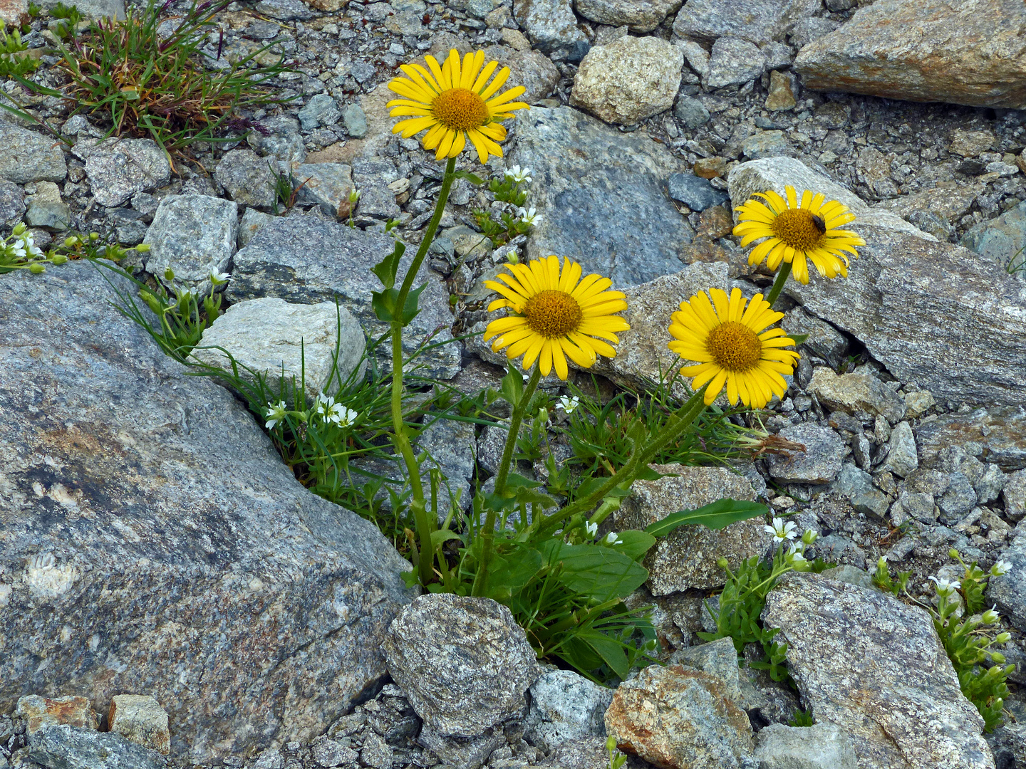 Karge Vegetation oberhalt der Baumgrenze