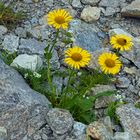 Karge Vegetation oberhalt der Baumgrenze