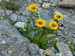 Karge Vegetation oberhalt der Baumgrenze