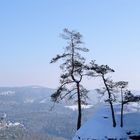 Karger Felsen --- und trotzdem wachsen die Bäume