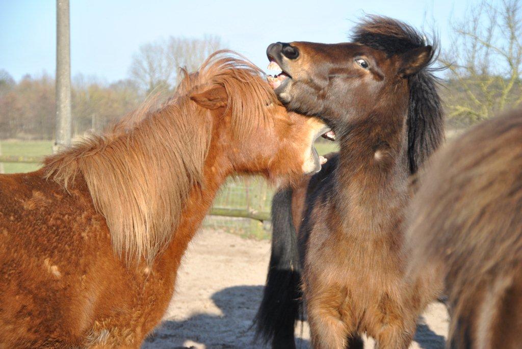 Kargur und Pétur