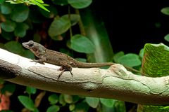 Karibik-Anolis...