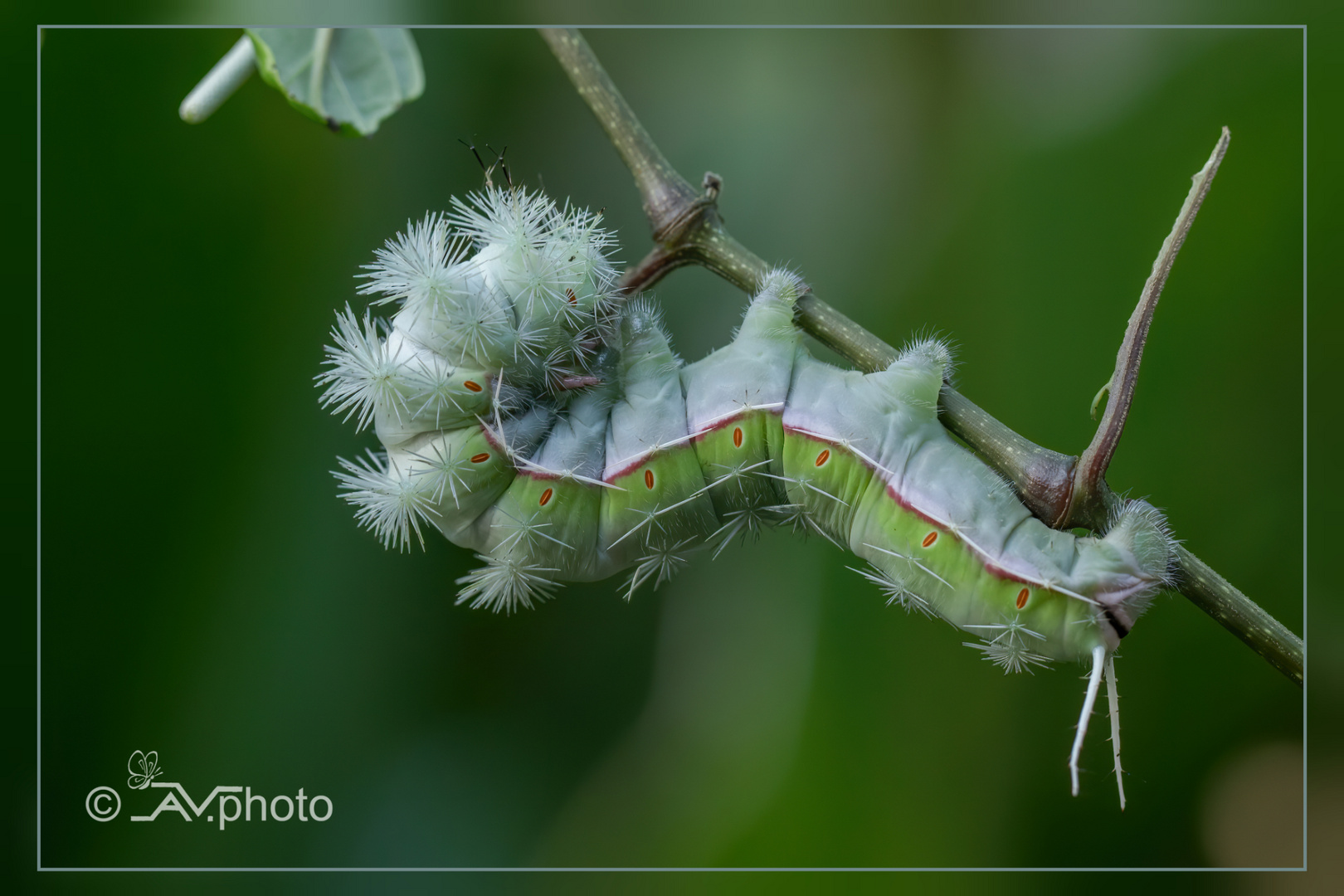  Karibik - Caterpillar 