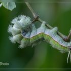  Karibik - Caterpillar 