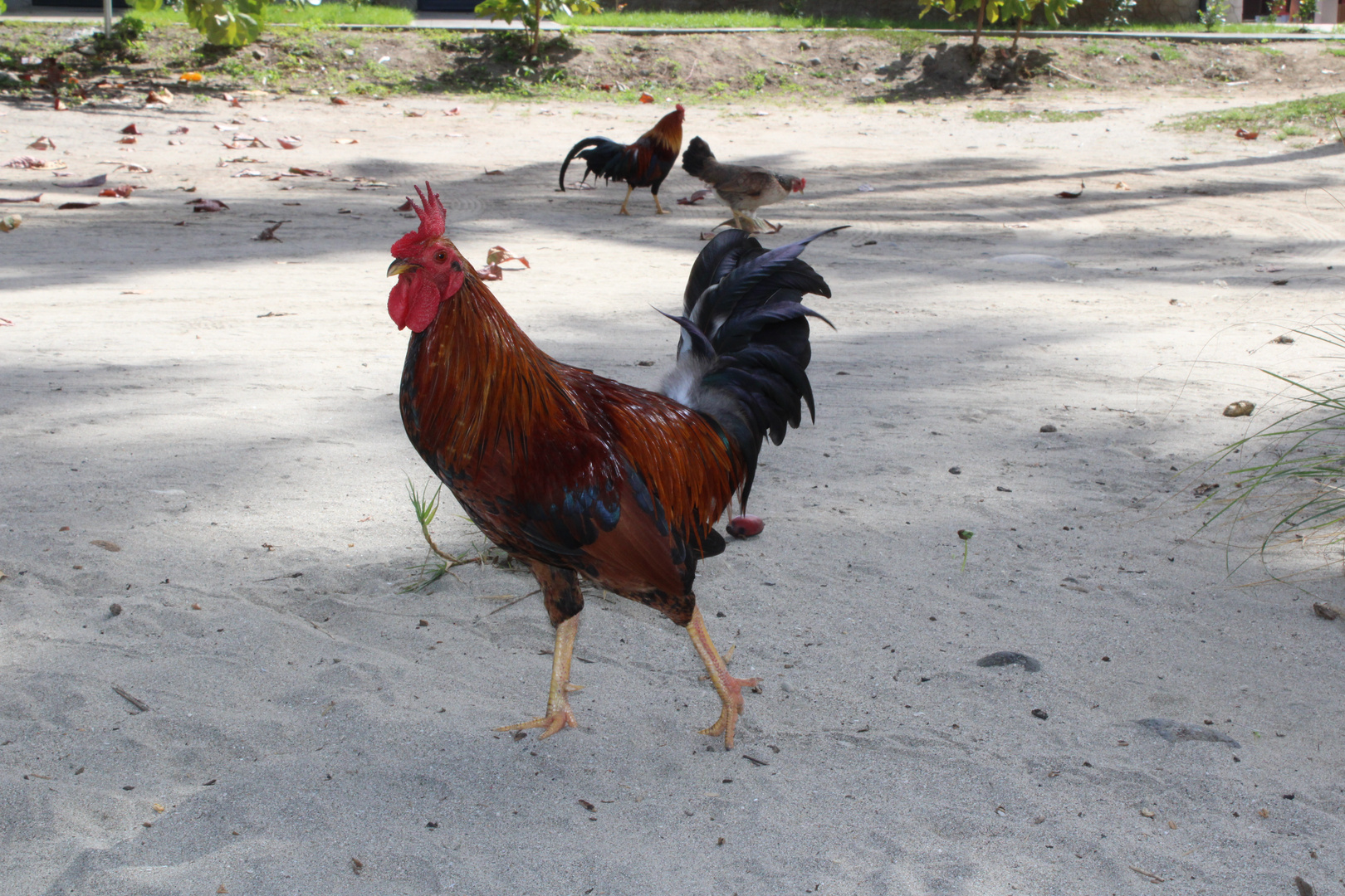 Karibik Guadeloupe