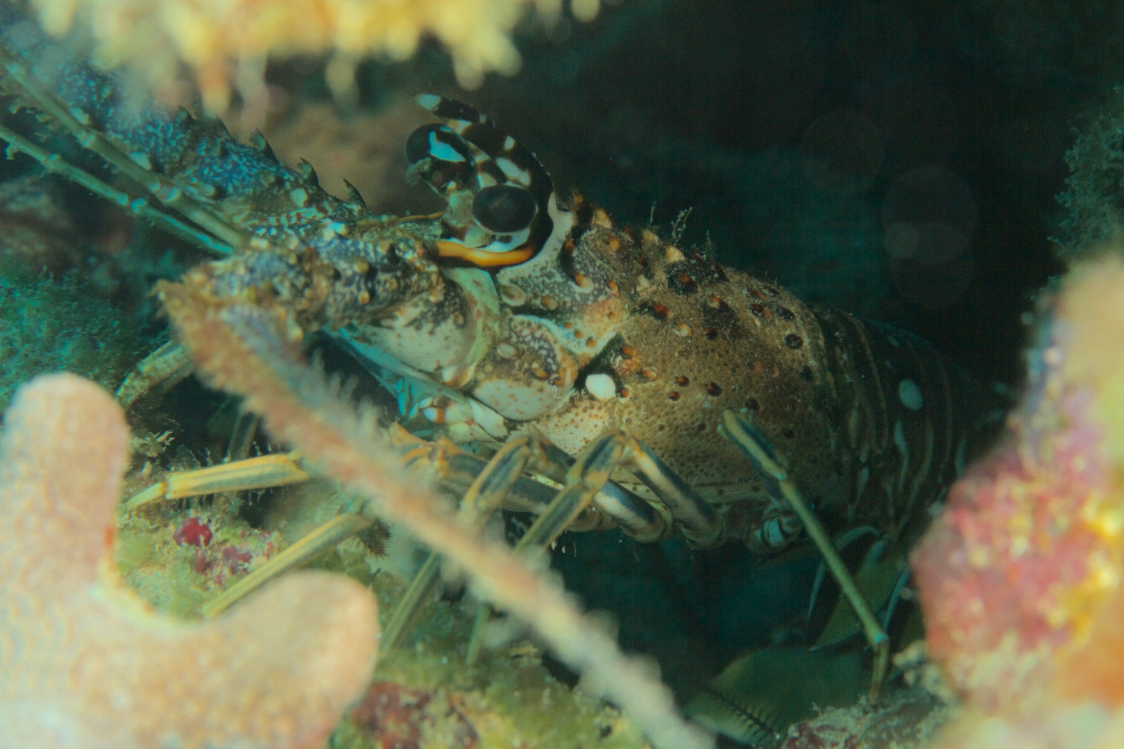 Karibik-Languste - Caribbean spiny lobster