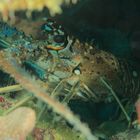 Karibik-Languste - Caribbean spiny lobster