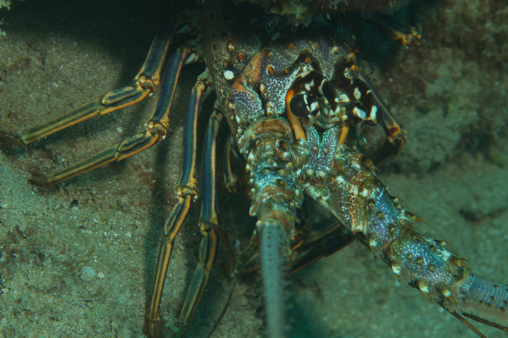 Karibik-Languste - Caribbean spiny lobster Foto &amp; Bild | makro ...