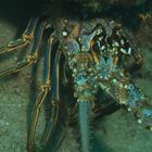 Karibik-Languste  -  Caribbean spiny lobster