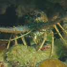 Karibik-Languste - Caribbean spiny lobster