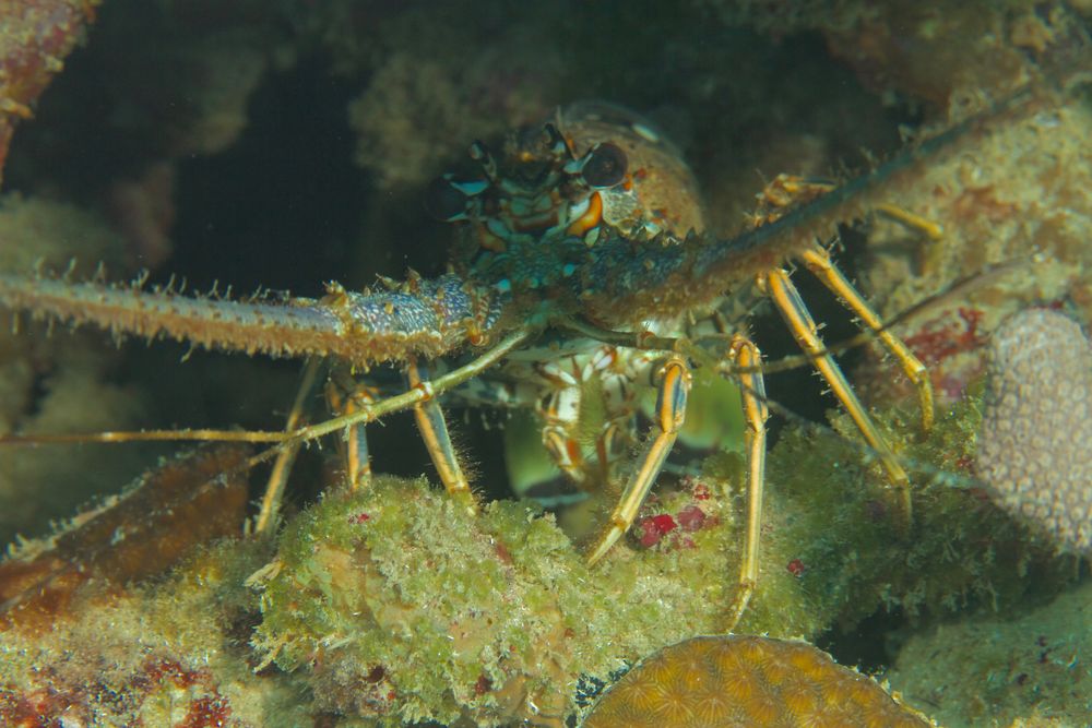 Karibik-Languste - Caribbean spiny lobster