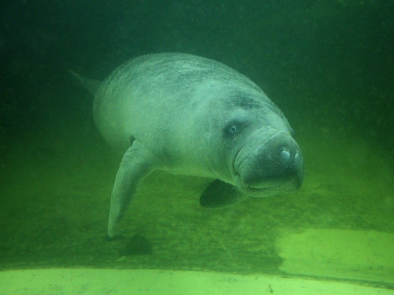 Karibik-Manati II (Seekuh, Manatee)