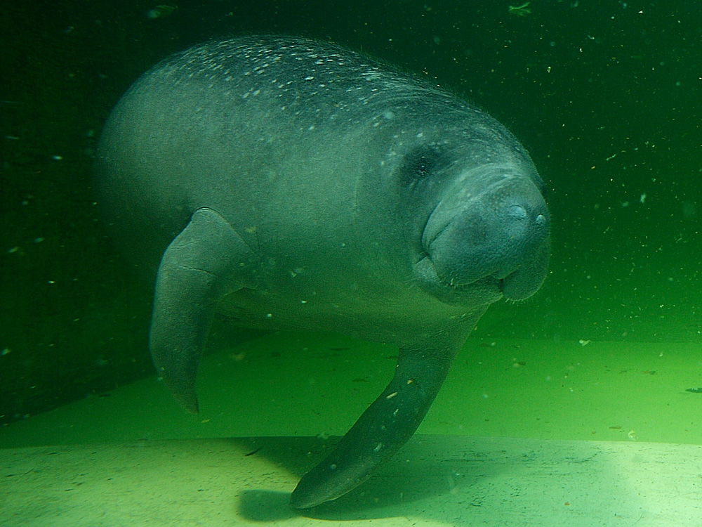 Karibik-Manati (Seekuh, Manatee)