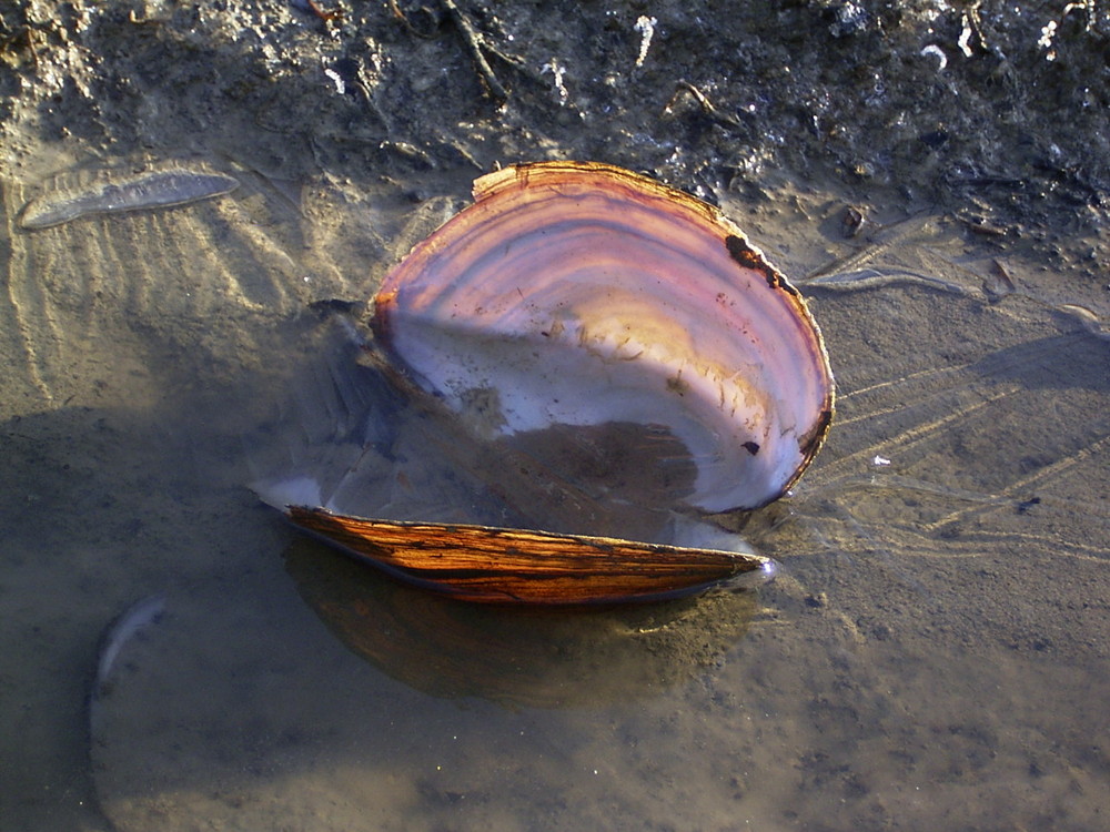 Karibik mit Eis am Edersee