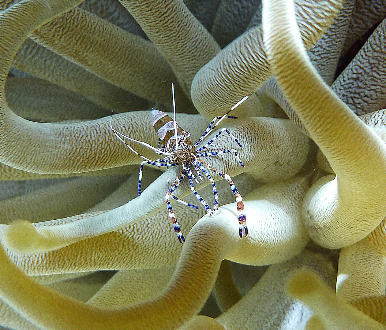 Karibische Anemone mit Putzerkrabbe