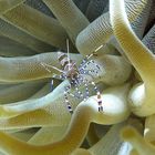 Karibische Anemone mit Putzerkrabbe