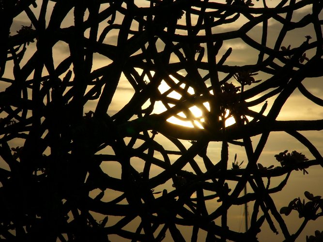 Karibische Baumkrone im Sonnenuntergang