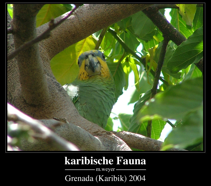 karibische Fauna