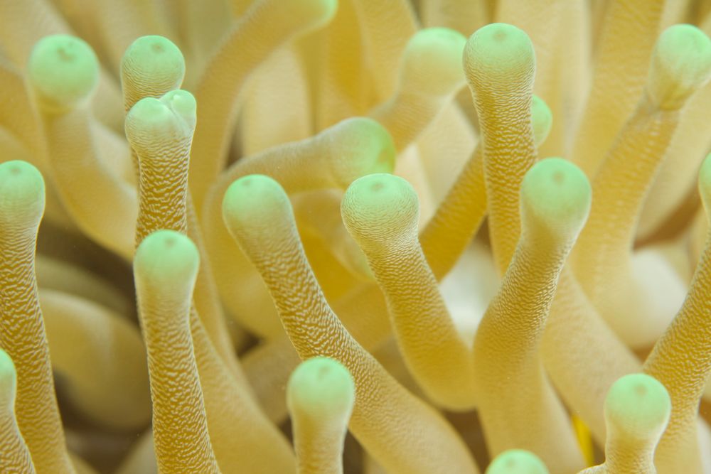 Karibische Goldrose  -  Giant Anemone  -  Condylactis gigantea