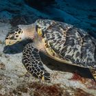 Karibische Karettschildkröte