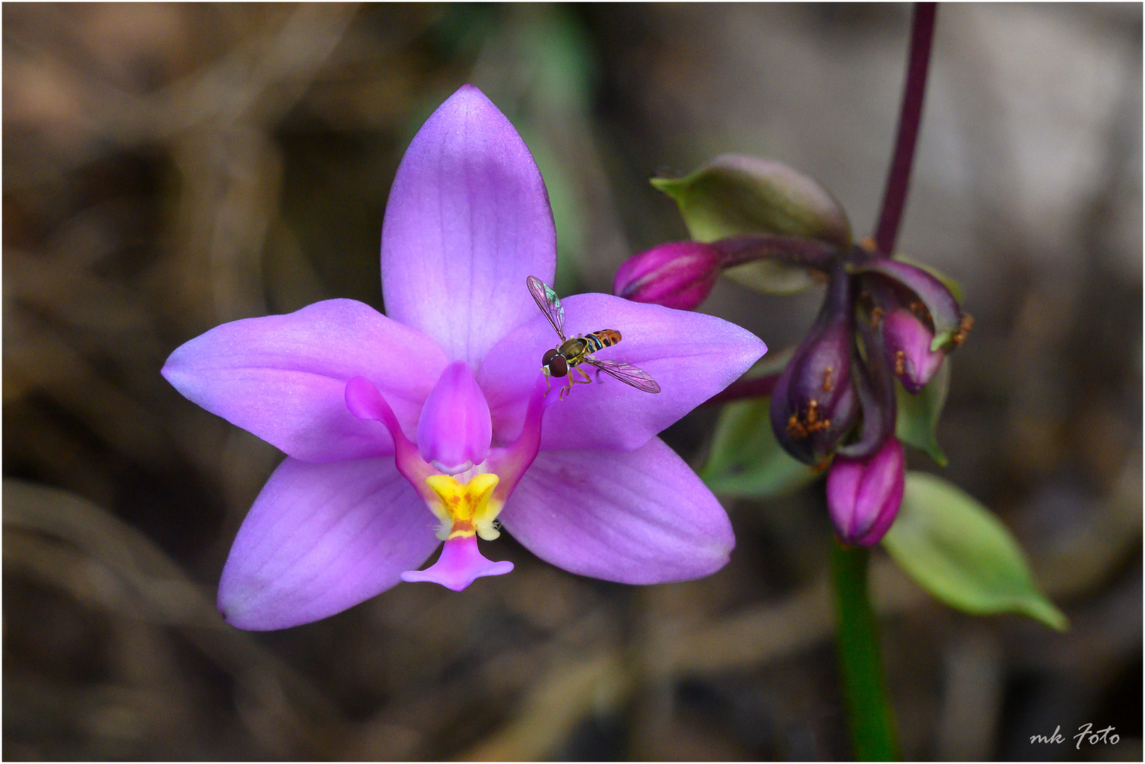 Karibische Orchidee