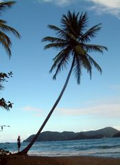 Karibische Palme