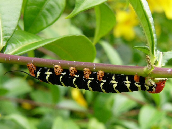 Karibische Raupe