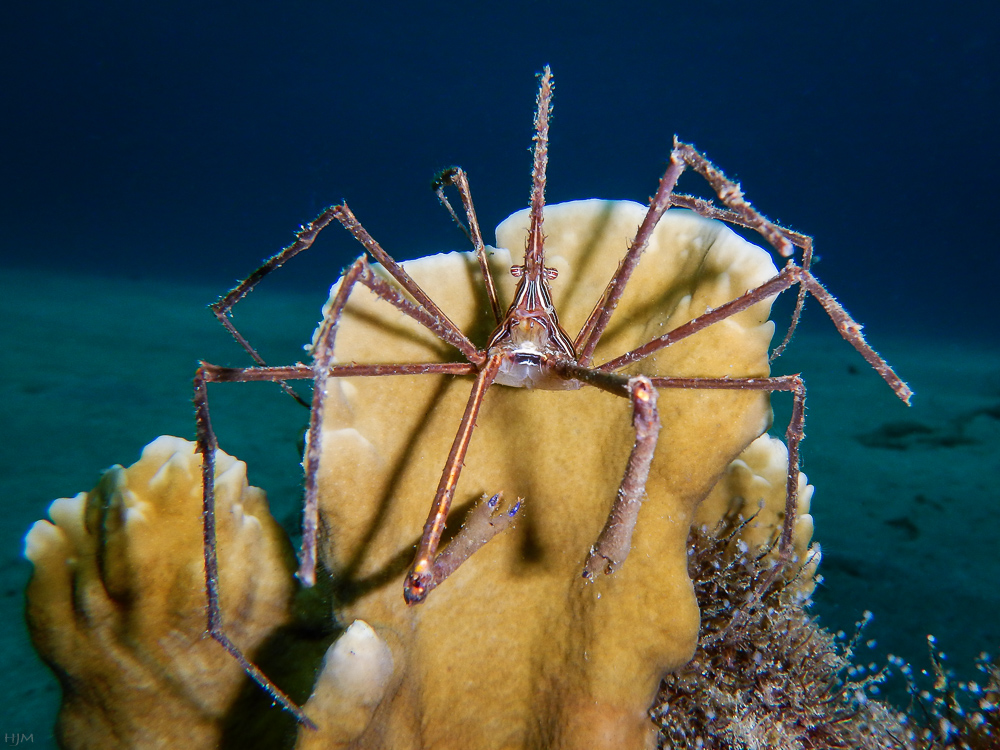 Karibische Spinnenkrabbe