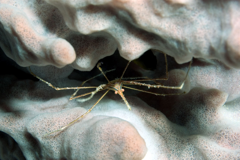 Karibische Spinnenkrabbe