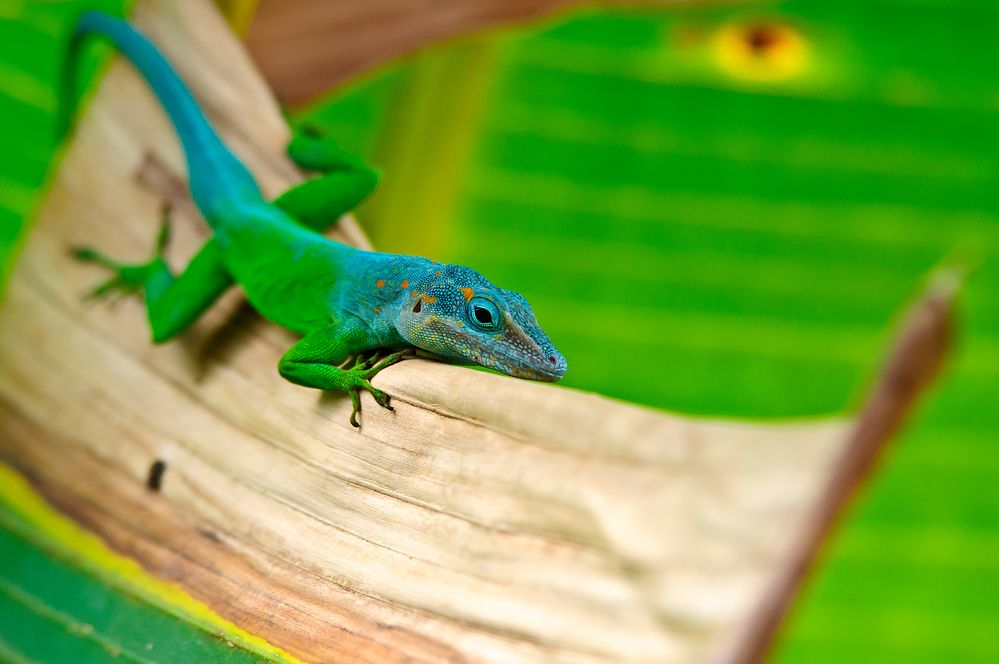 Karibischen Anolis (Anolis trinitatis) 30th April 2015 Foto & Bild