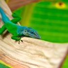 Karibischen Anolis (Anolis trinitatis) - 30th April 2015