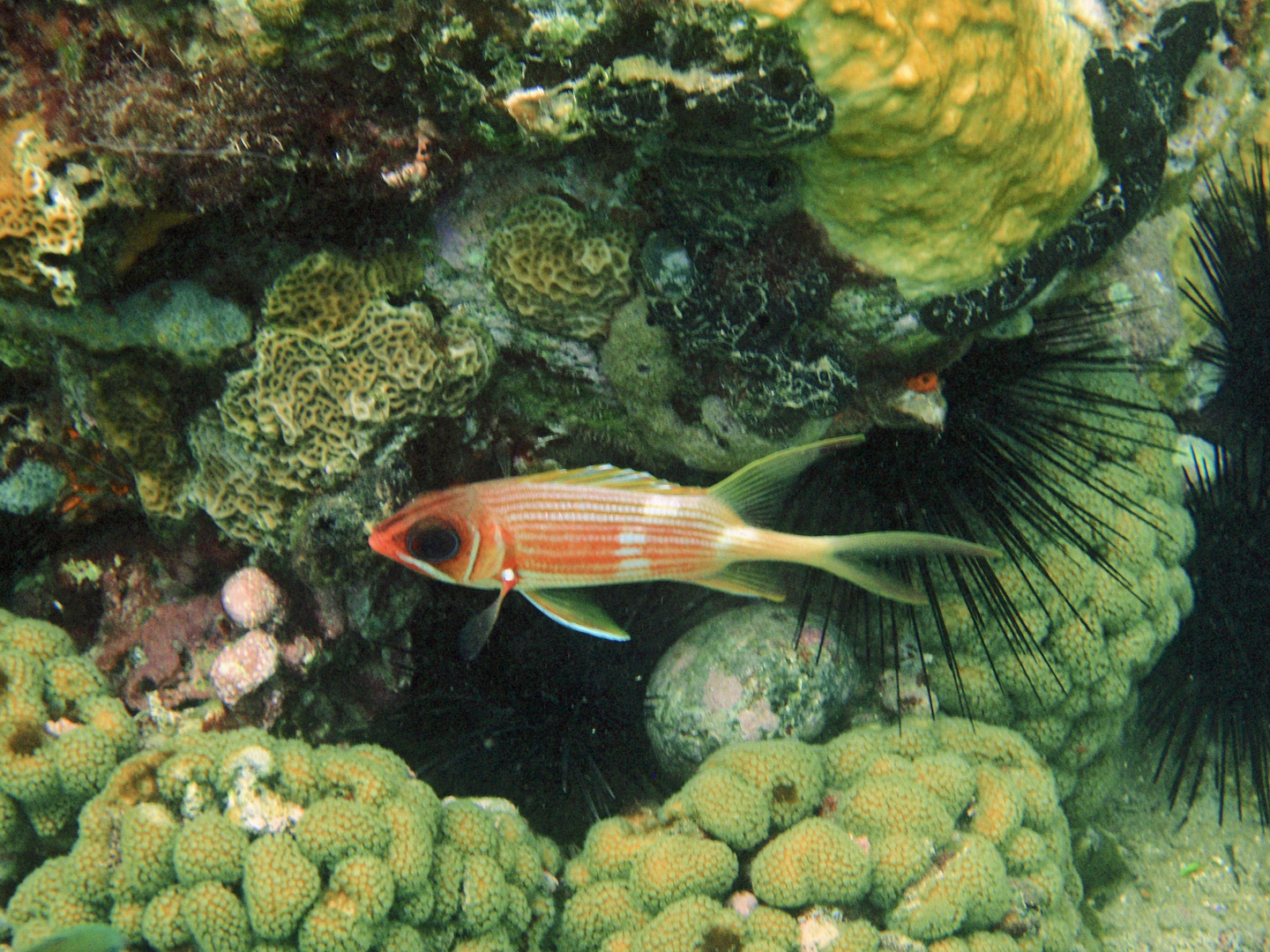 Karibischer Fisch im Korallenfeld