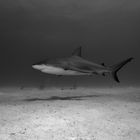 Karibischer Riffhai in schwarz/weiß
