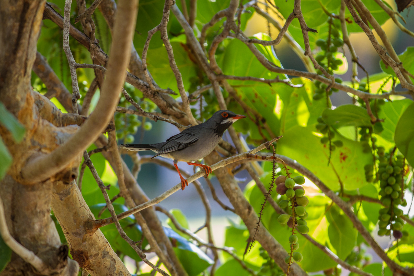 Karibischer Vogel