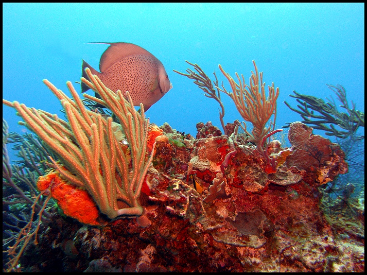 Karibisches Meer Foto &amp; Bild | unterwasser, uw-salzwasser, natur ...