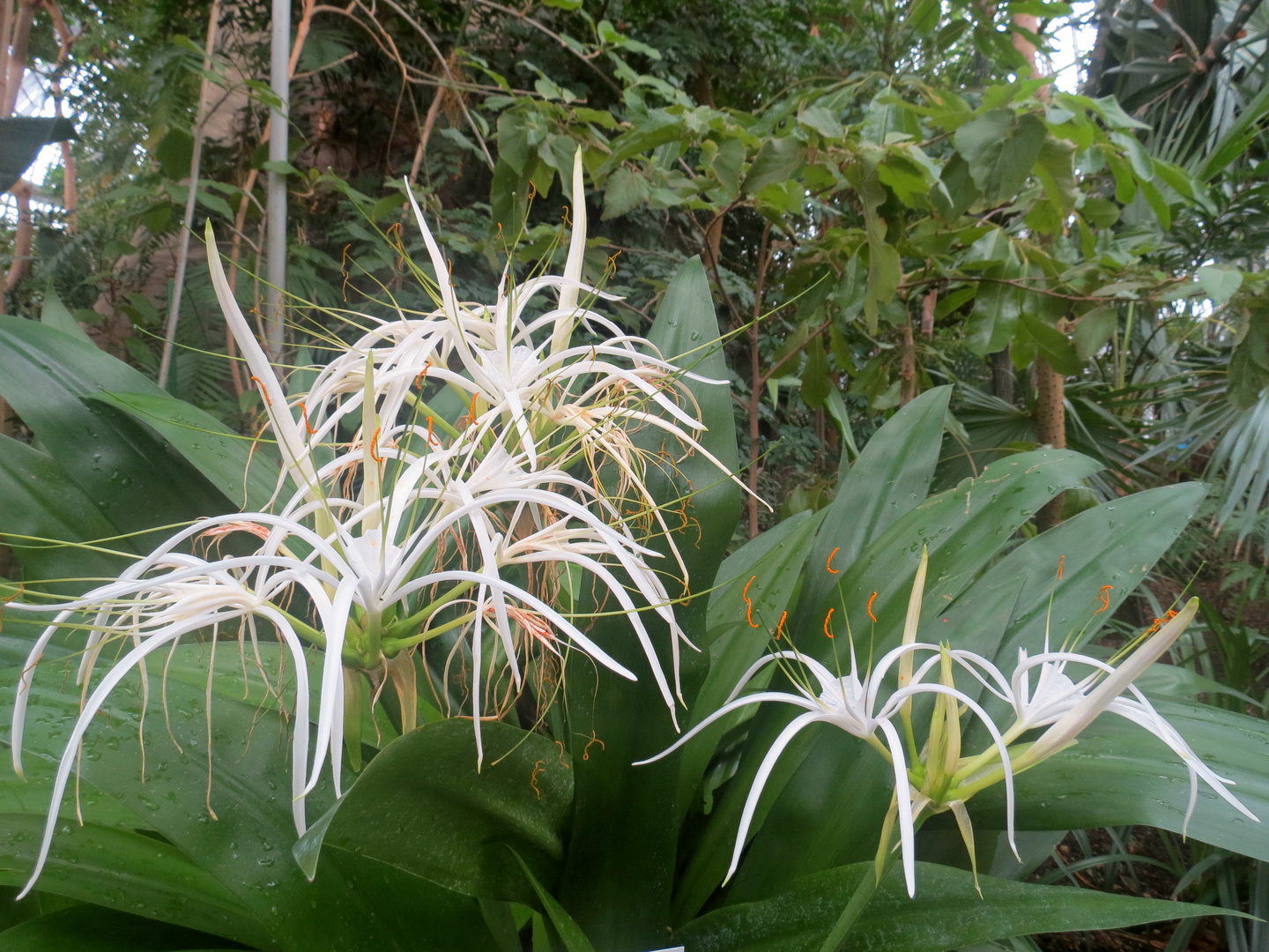 Karibisches Schönhäutchen (Hymenocallis)