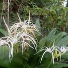 Karibisches Schönhäutchen (Hymenocallis)