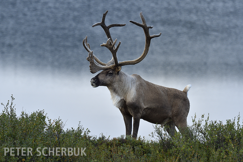 Karibu... Foto & Bild natur, tiere, wildlife Bilder auf fotocommunity