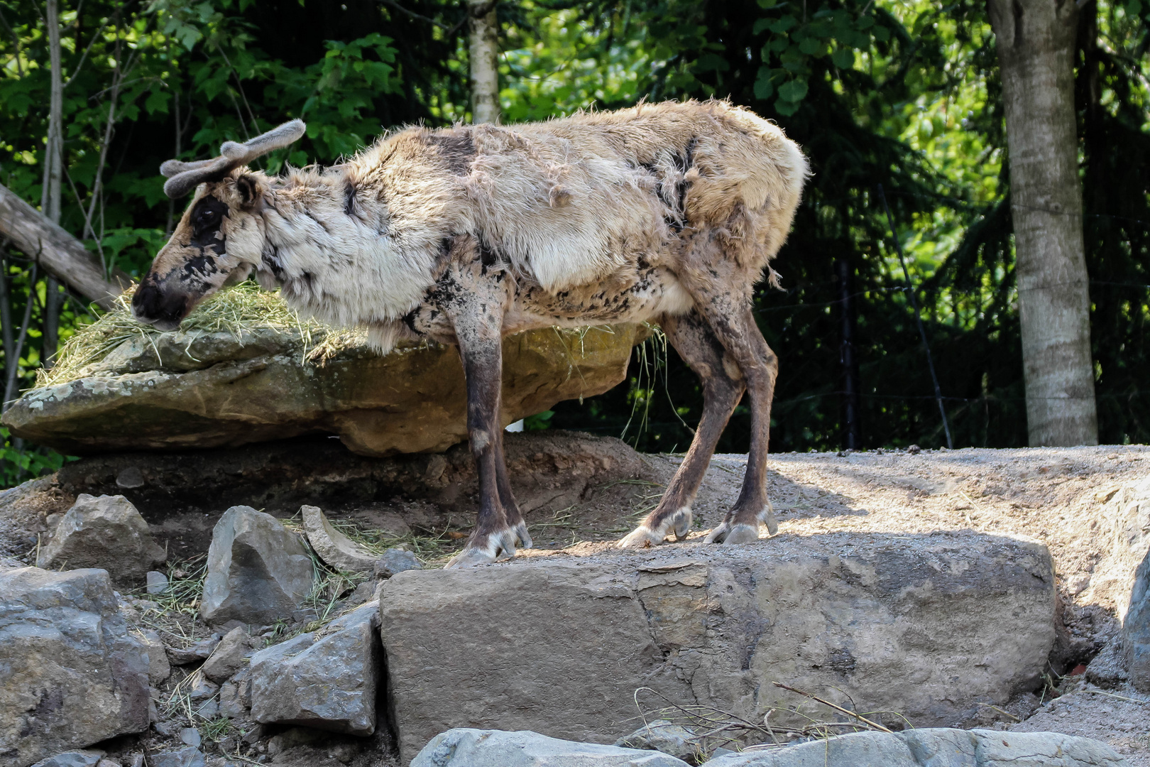 Karibu Foto & Bild natur, landschaft, zoo Bilder auf