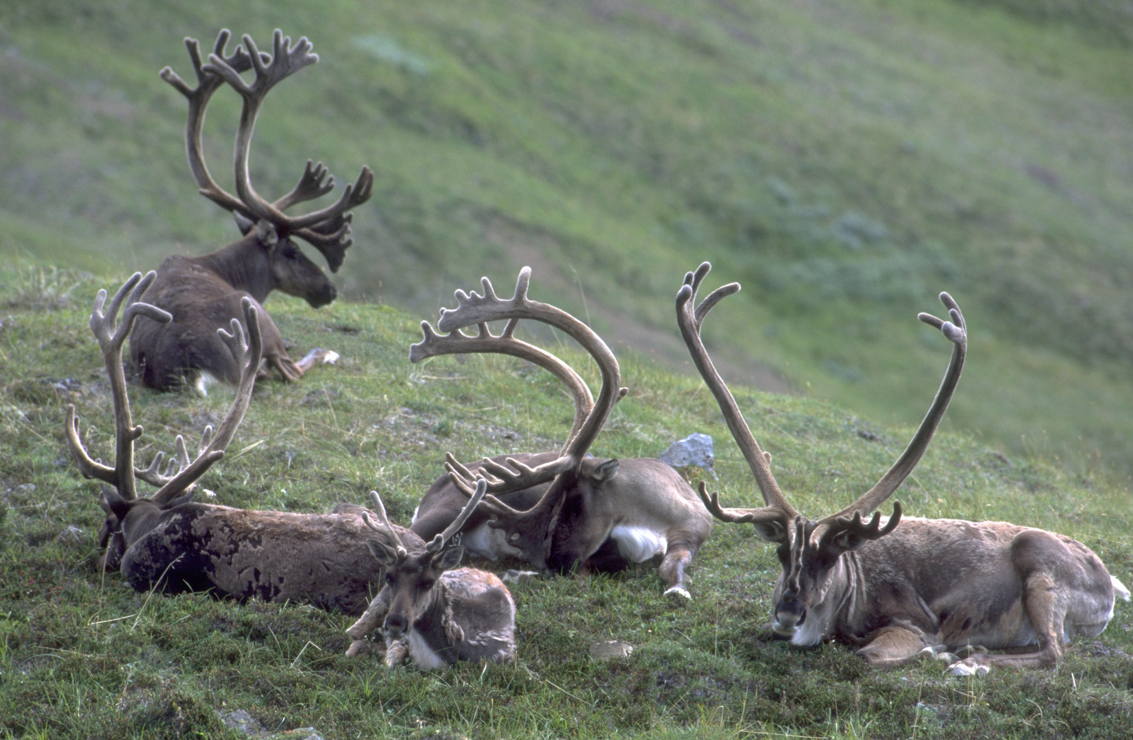 Karibu im Denali / Alaska Foto & Bild fotos, natur, tiere Bilder auf