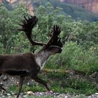 Karibu im Denali - Nationalpark Alaska