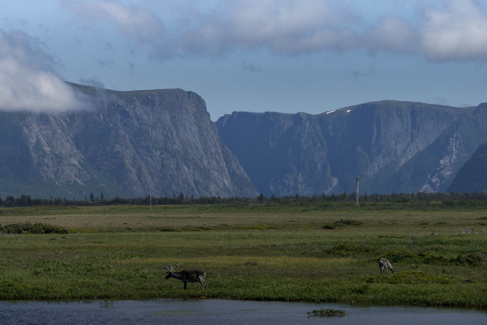 Karibu im Gros Morne NP