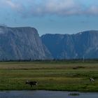 Karibu im Gros Morne NP