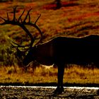 Karibu im herbstlichen Denali National Park