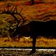 Karibu im herbstlichen Denali National Park